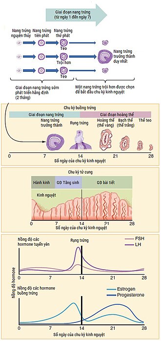 Biểu đồ phân tích chu kỳ lặp lại của số liệu xổ số